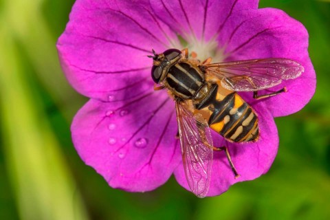 Dangling sunlover (Helophilus pendulus) on blood-red cranesbill Bloody cranesbill (Geranium sanguineum)