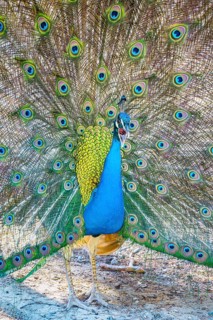 Peacock Indian peafowl (Pavo cristatus) beats wheel