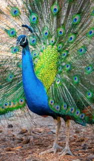 Peacock Indian peafowl (Pavo cristatus) beats wheel