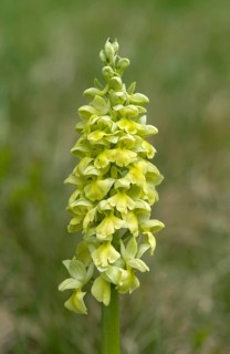 Pale-flowered orchid (Orchis pallens)