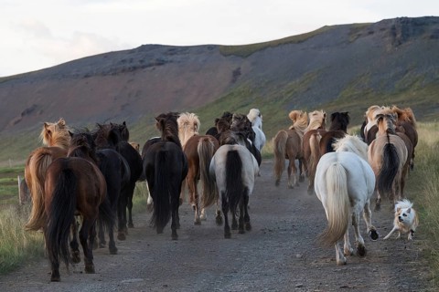 Icelandic spitz or Icelandic dog helps rounding up Icelandic horses