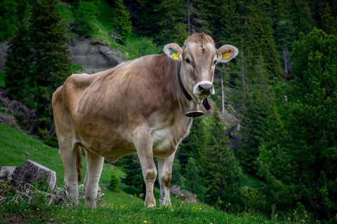 Tyrolean grey cattle on a pasture