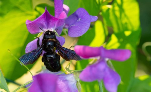 Violet carpenter bee (Xylocopa violacea)