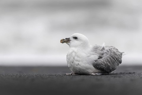 Young Northern fulmar (Fulmarus glacialis) on the beach