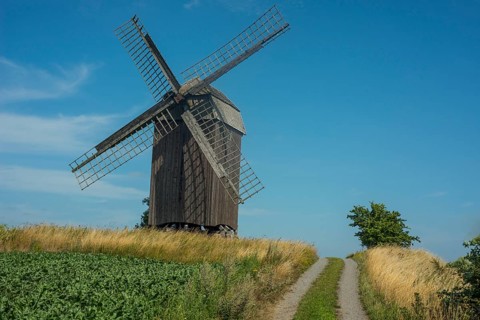 Old windmill build in 1792 at country road and field of sugar beets at Jordberga