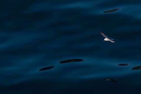 Northern fulmar (Fulmarus glacialis) in flight