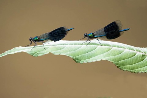Two banded damselflies (calopteryx splendens)
