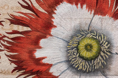 Poppy (Papaver)