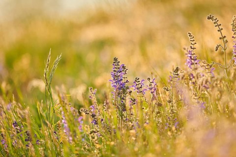Meadow clary (Salvia pratensis) blooming in a meadow