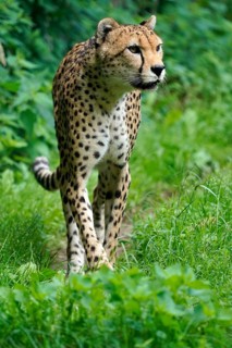 Sudan cheetah (Acinonyx jubatus soemmeringii)