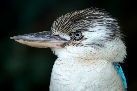 Blue-winged Kookaburra (Dacelo leachii) Blue-winged Kookaburra