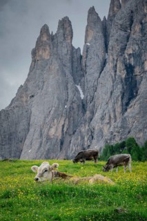 Tyrolean grey cattle on a pasture