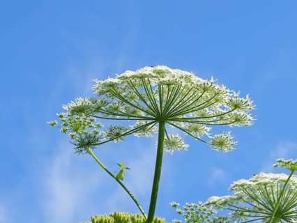 Giant hogweed (Heracleum mantegazzianum)