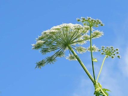 Giant hogweed (Heracleum mantegazzianum)