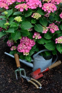 Garden tools and flowering hydrangeas