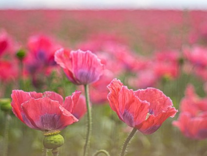 Poppy blossom
