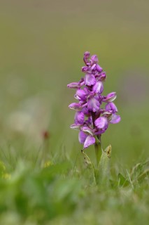 Green-winged orchid (Anacamptis morio)