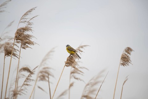 Yellow wagtail (Motacilla flava) Prignitz