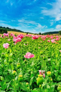 Cultivation of Opium poppy (Papaver somniferum) in a field