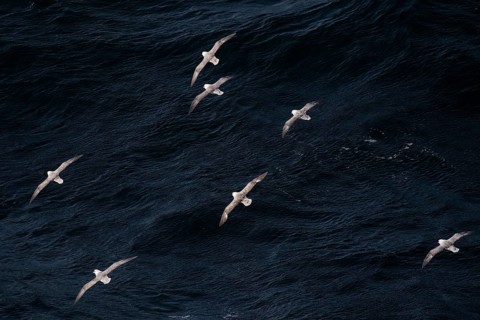 Northern fulmars (Fulmarus glacialis) in flight