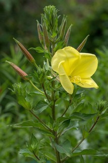 Flower of a common evening primrose (Oenothera biennis)