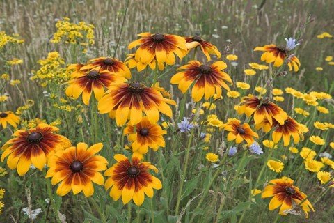 Flower meadow with black-eyed Susan (Rudbeckia hirta)