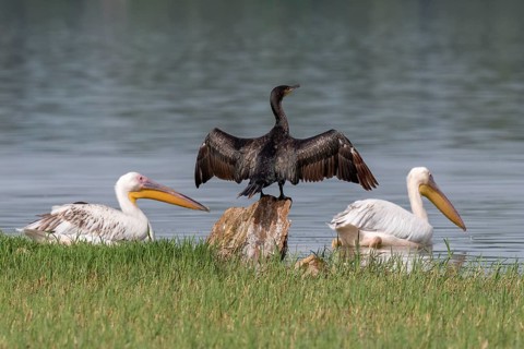 Cormorant (Phalacrocoracidae) and Dalmatian Pelican (Pelecanus crispus) at Lake Kerkini