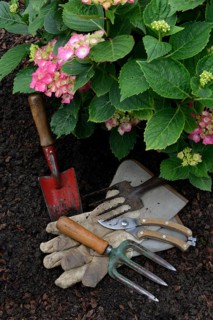 Garden tools and flowering hydrangeas