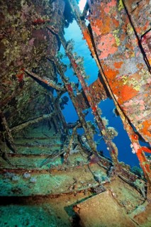 Inside with Sponge (Porifera) overgrown shipwreck