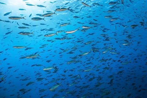 Shoal Suez Fusilier (Caesio sueviva) swimming in blue water