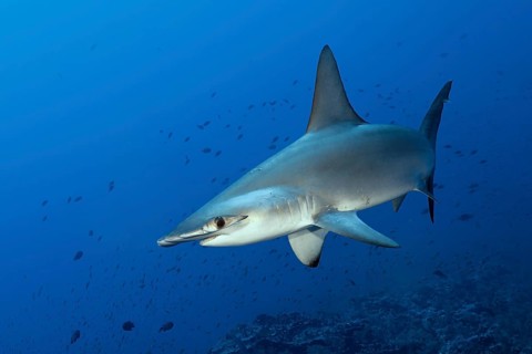 Scalloped Hammerhead (Sphyrna lewini)