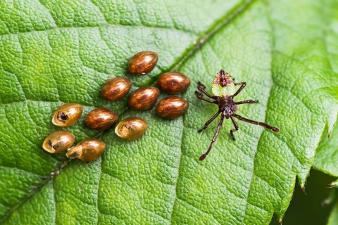 Box bug (Gonocerus acuteangulatus)