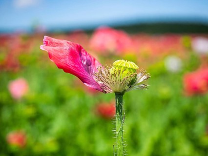 Poppy blossom