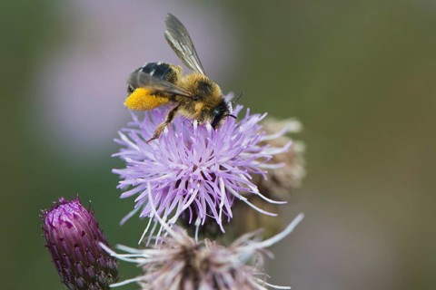 Honey bee (Apis mellifera)