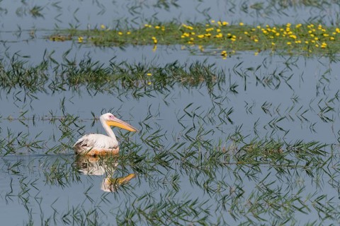 Dalmatian Pelican (Pelecanus crispus)