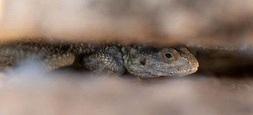 Stellion (Stellagama stellio)