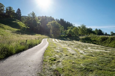 Mown meadow