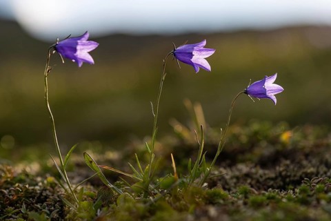 Harebells (Campanula rotundifolia)