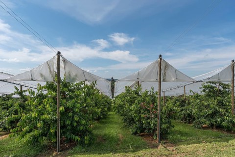Cherry orchard with stretched hail protection