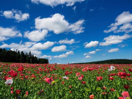 Poppy field