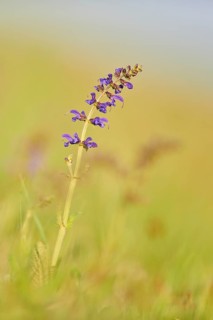 Meadow clary (Salvia pratensis) blooming in a meadow