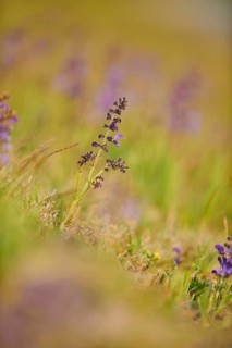 Meadow clary (Salvia pratensis) blooming in a meadow