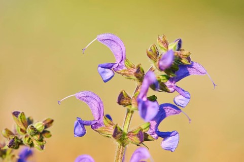 Meadow clary (Salvia pratensis) blooming in a meadow