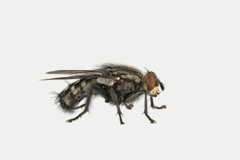 Grey Sarcophaga carnaria (Sarcophaga carnaria)