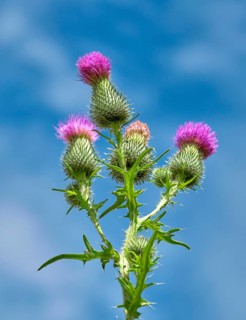Spear Thistle (Cirsium vulgare)