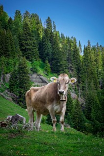 Tyrolean grey cattle on a pasture