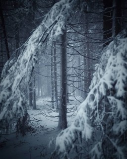 Trunk and branches of conifer in winter