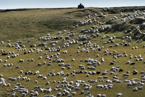 Domestic sheep (Ovis aries)