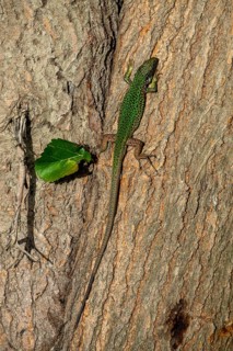 Sand lizard (Lacerta agilis) on tree trunk