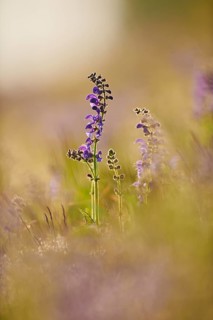 Meadow clary (Salvia pratensis) blooming in a meadow